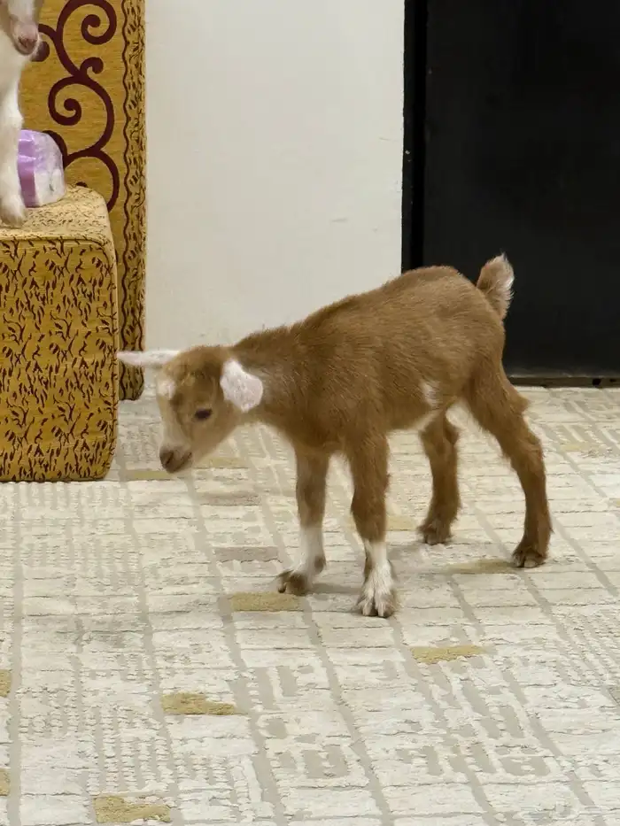 ماعز قزمي 9