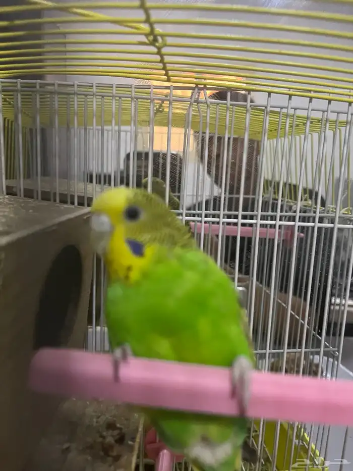 عصفور بادجيم واحد و الاكل و القفص و البينت حقه وحمال المويه 2
