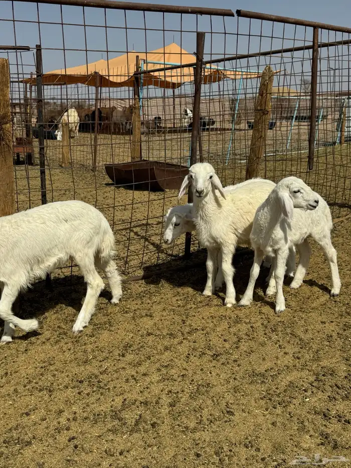 دواغير كلها تم البيع 5