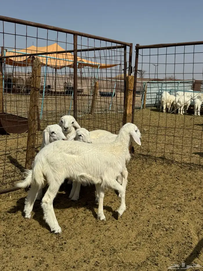 دواغير كلها تم البيع 1