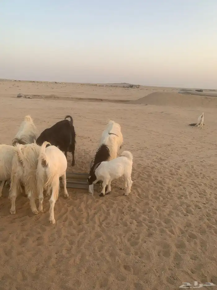 القصيم دخنة 0
