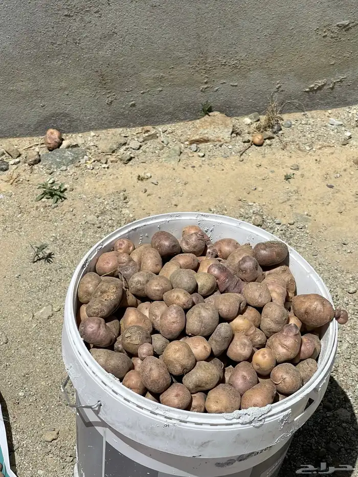 بطاط عربي 1