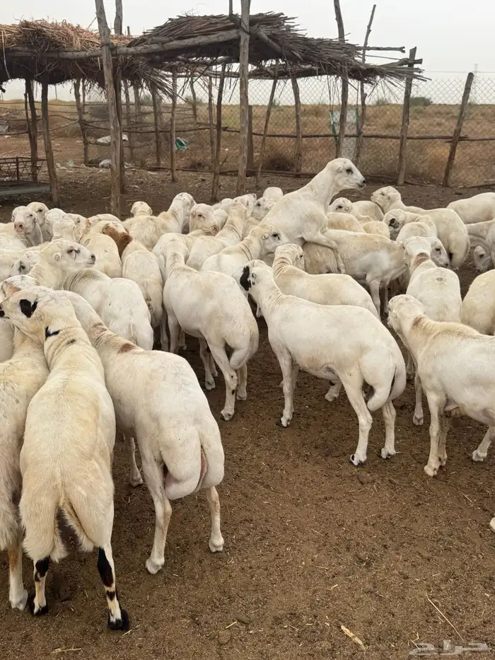 بسم الله الرحمن نعرض لكم خرفان جذعان طيبه 0