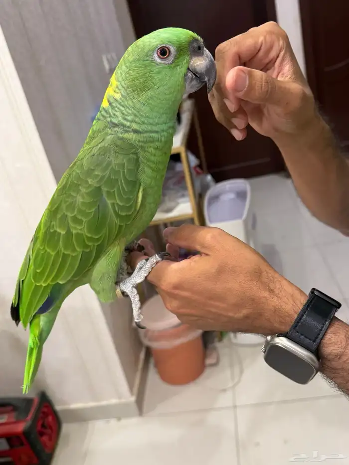 امزون يلوناب بيور 12