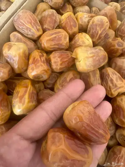 تمر سكري فاخر خراف اليوم 1