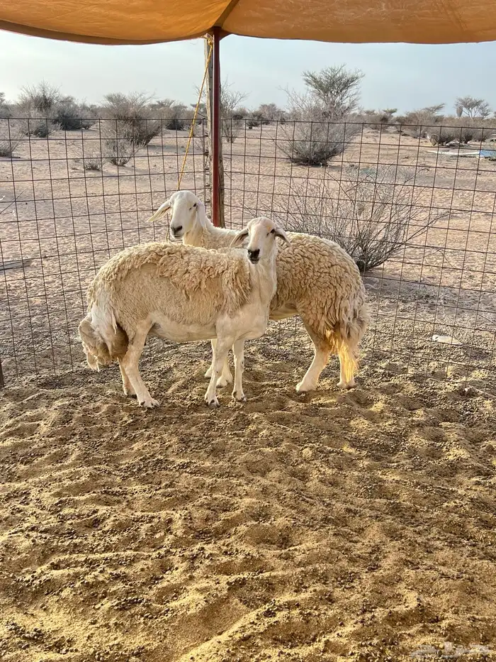 حريات صنف دفيع 9
