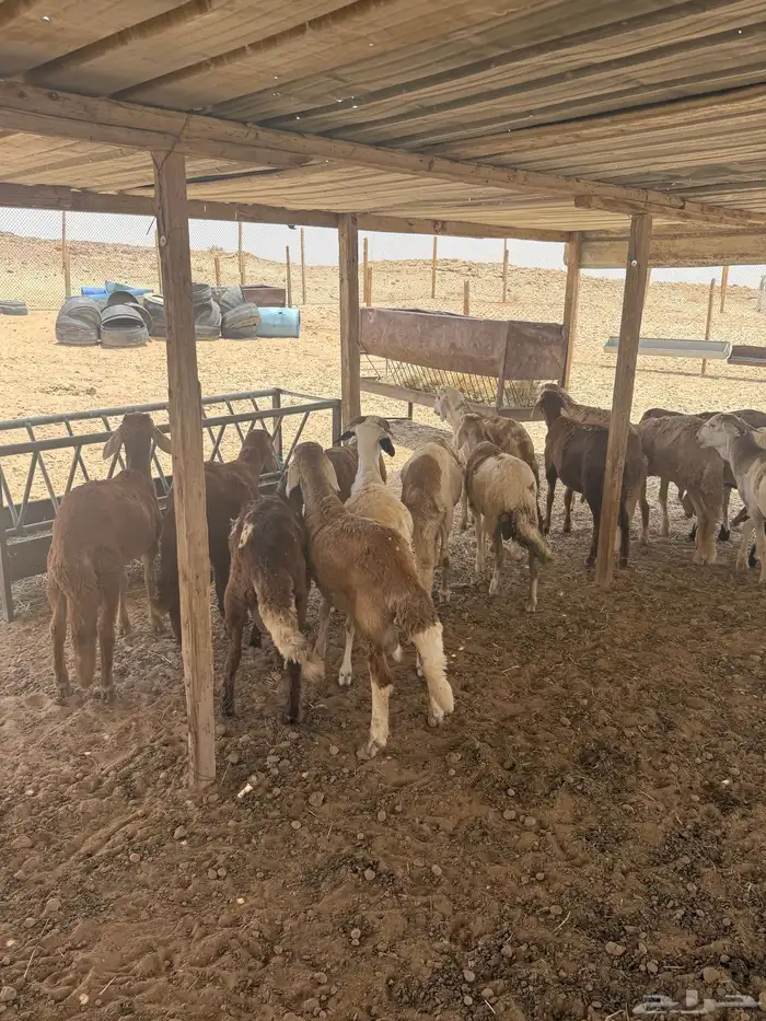 ذبايح نعيمي وسواكلي وتيوس فاخر جدا 1