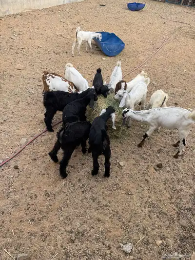تيوس وجفار 0