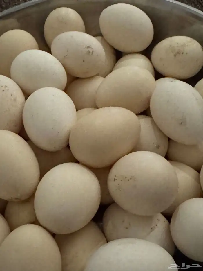 بيض بلدي مخصب 1