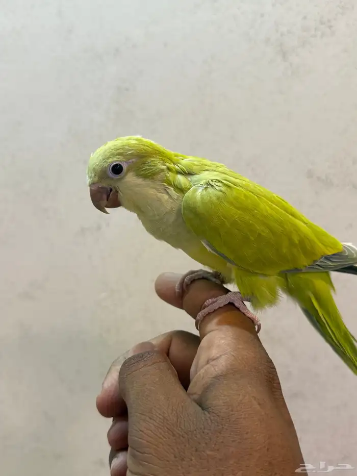 فرخ ببغاء كويكر بدايه هدد (( تم البيع الله يبارك للمشتري )) 1