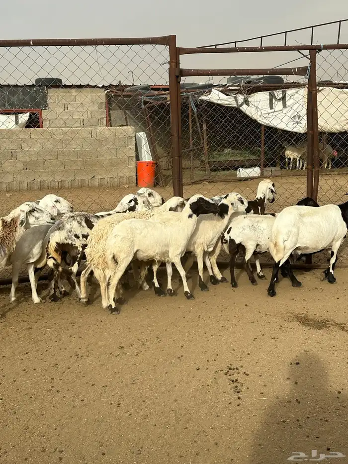 12 ضان دفع كفو للبيع 7