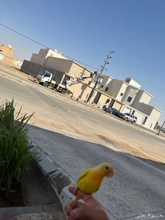 طير روز عيون حمره الطير اليف هدد خارجي داخلي اسمه مانقو 1
