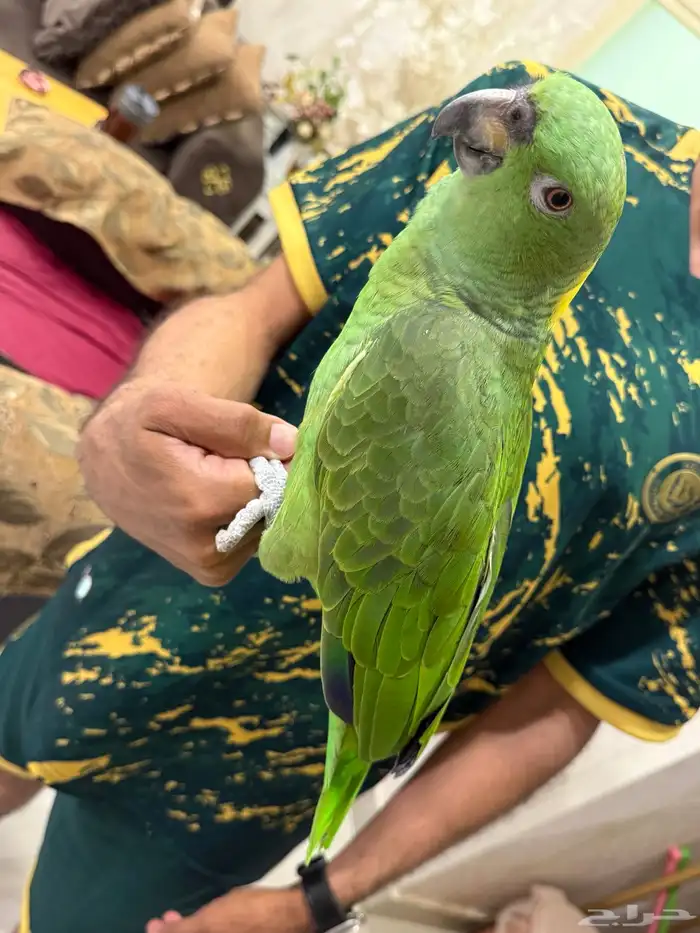 امزون يلوناب بيور 4