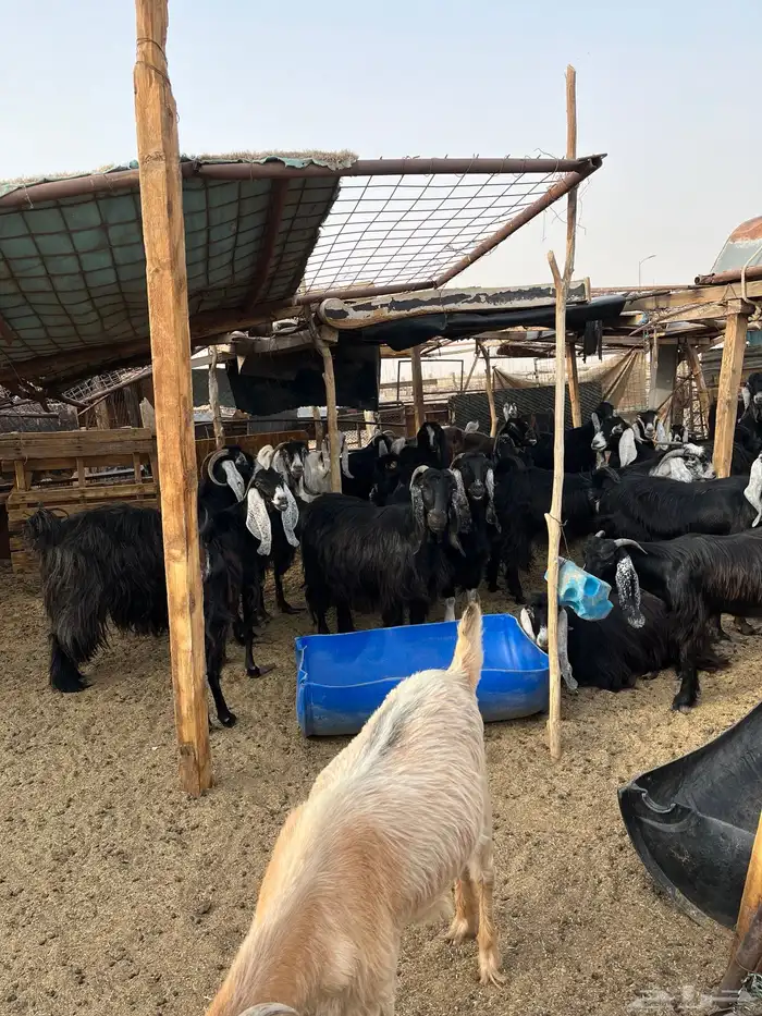 للبيع معزا عدد40دفيع واصل وتيس 2فحول وعددجفار18ذبايح وتيس 3