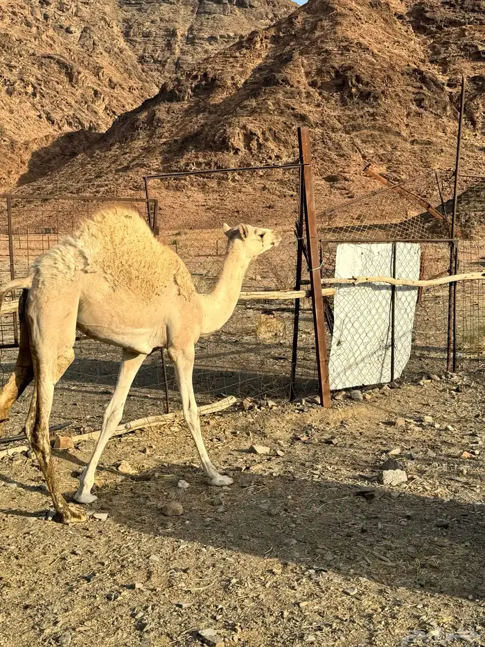 بكره البيع 0