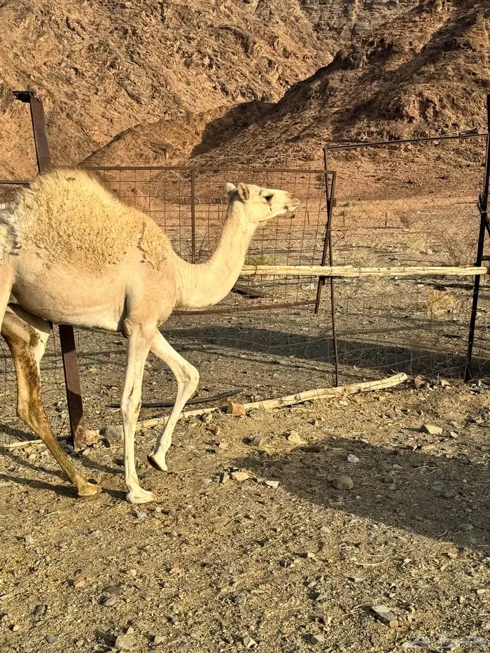 بكره البيع 1
