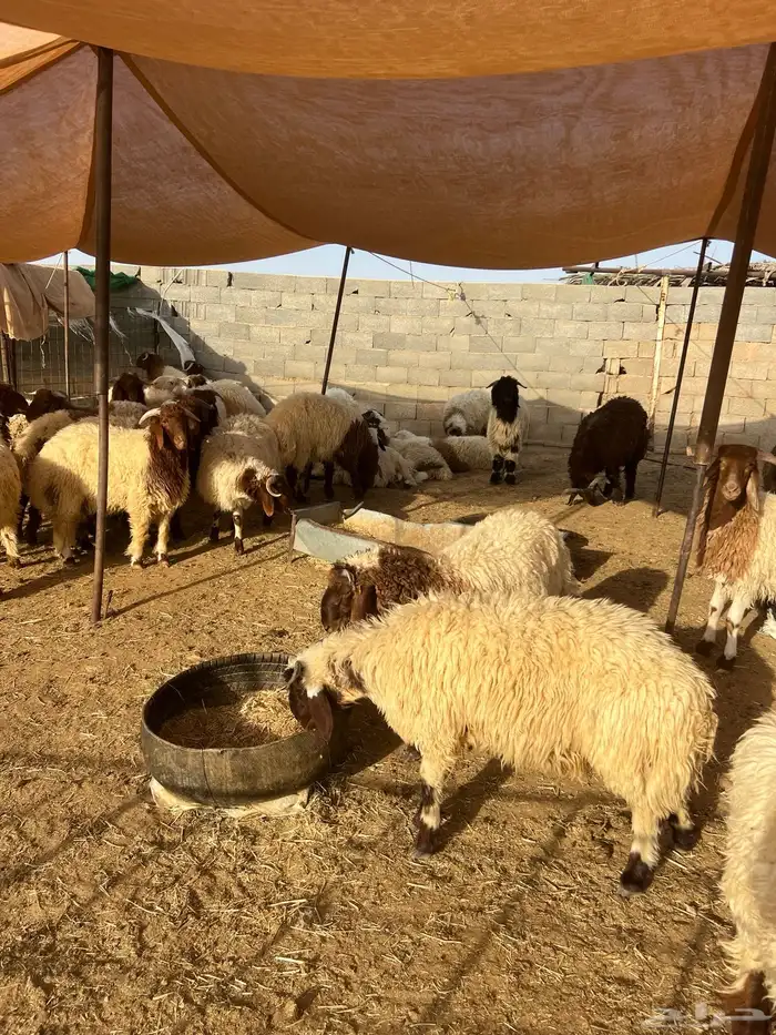 طليان نعيم العدد مفتوح العمر 7 الى 8 شهور 0