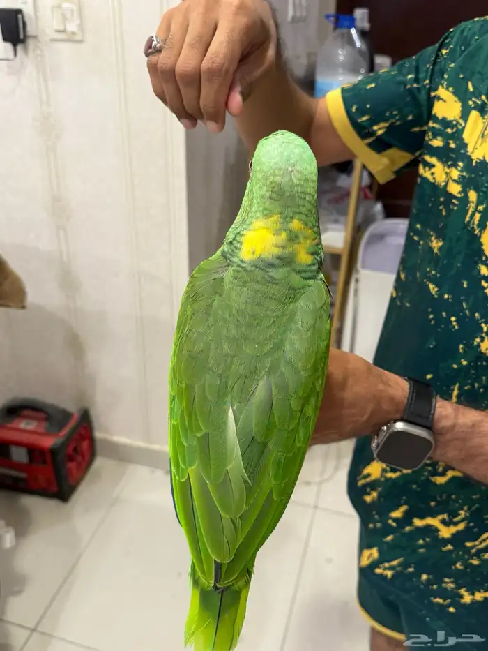 امزون يلوناب بيور 17