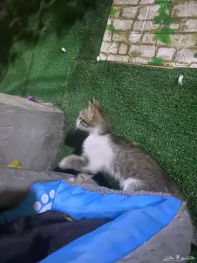 قطط للتبني 1