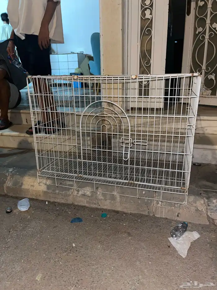شبك كلاب قطاوه بتاع كلو على السوم 0