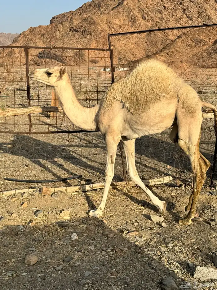 بكره البيع 4