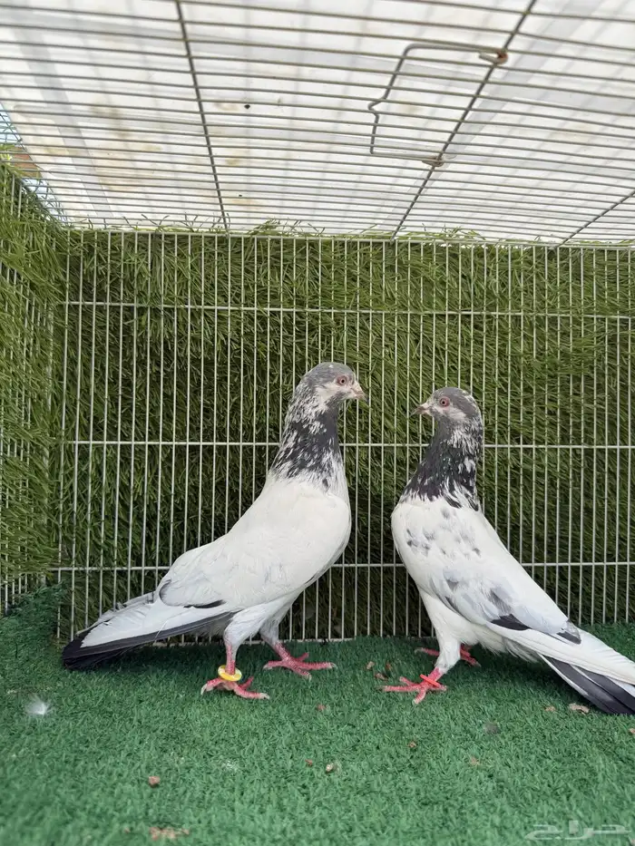 زوج نيل دمبا باكستاني 2
