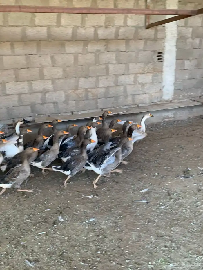السلام عليكم ورحمة الله وبركاته 2
