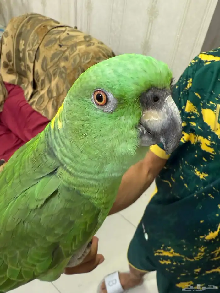 امزون يلوناب بيور 0