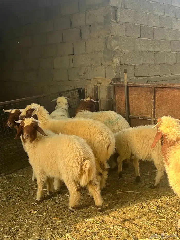 طليان نعيم طيبه 0