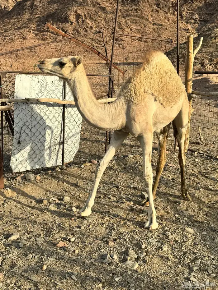 بكره البيع 3