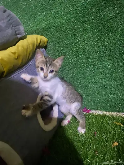 قطط للتبني 0