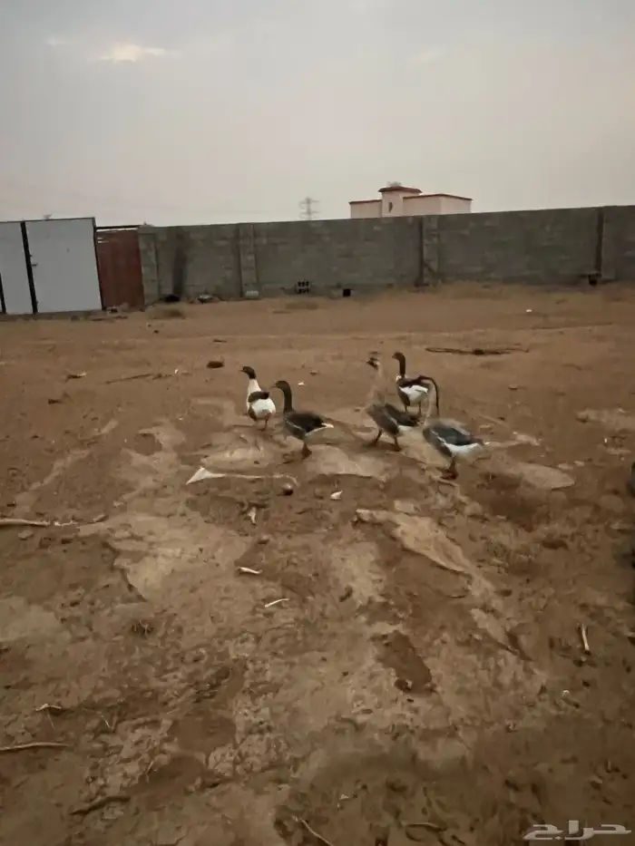 وز بلدي وز عراقي 0