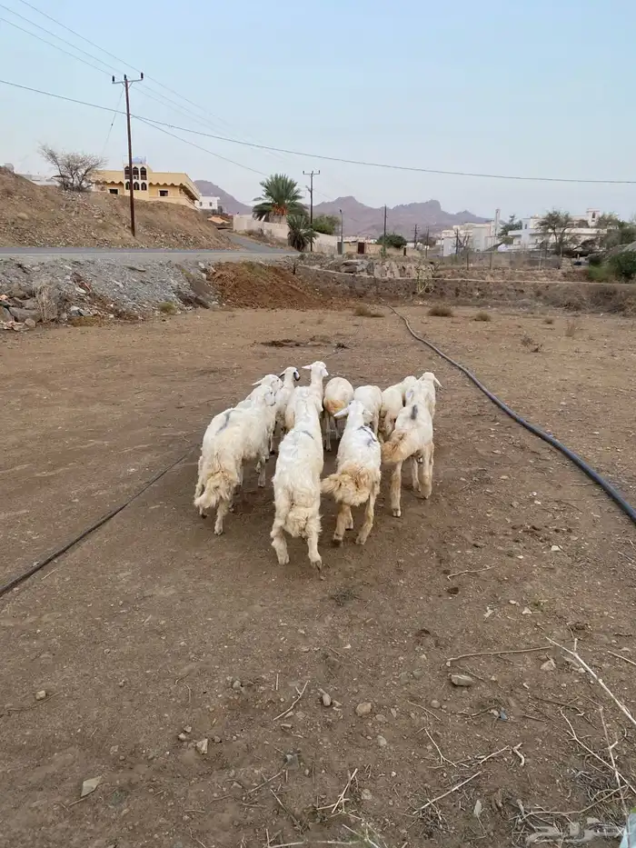 النوع طليان 2