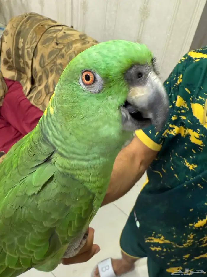 امزون يلوناب بيور 1