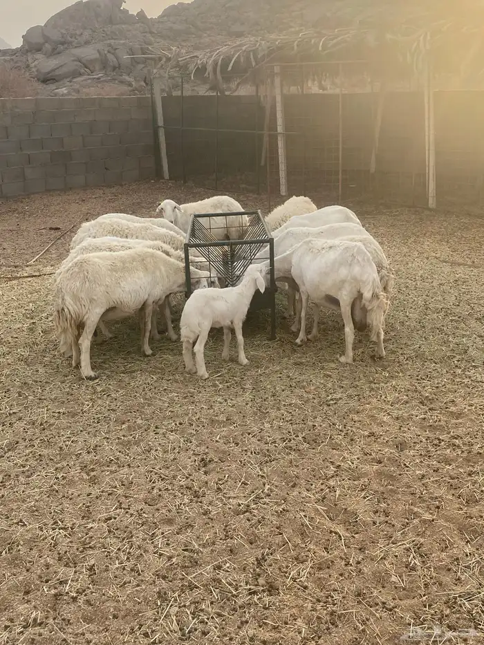 غنم حريات طيبه خلفات ودفيع 7