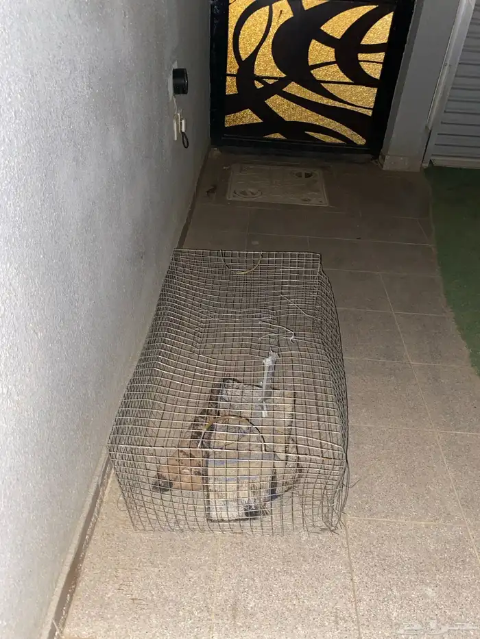 شبك اللبيع 0