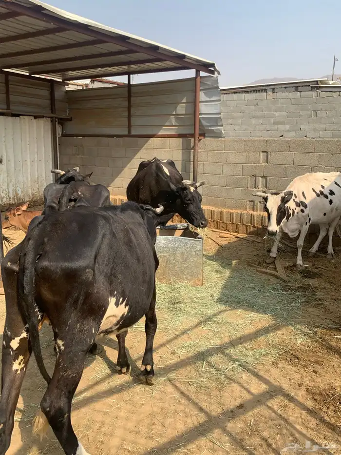 عجول وأبقار للبيع 2