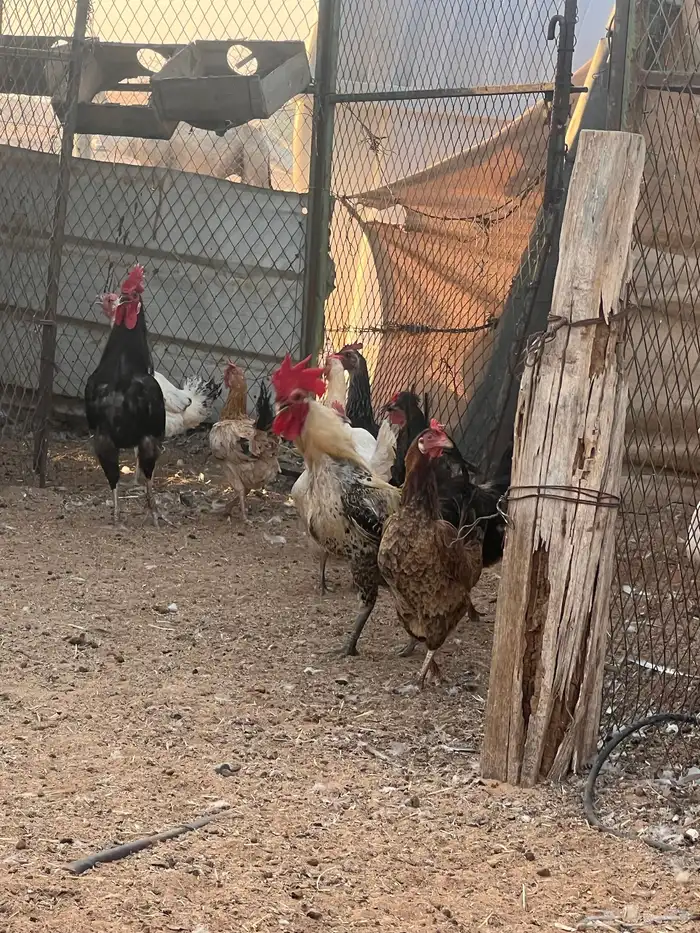 دجاج (بياض) 3