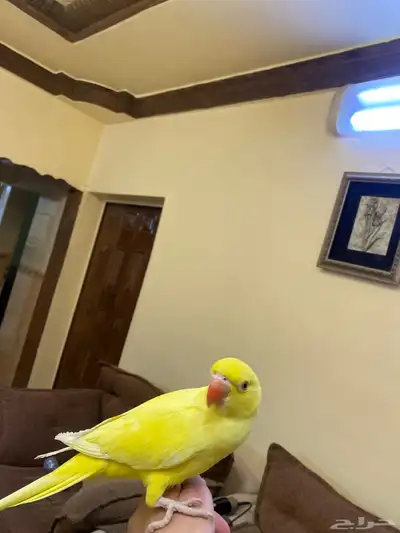 بلجرشي 5