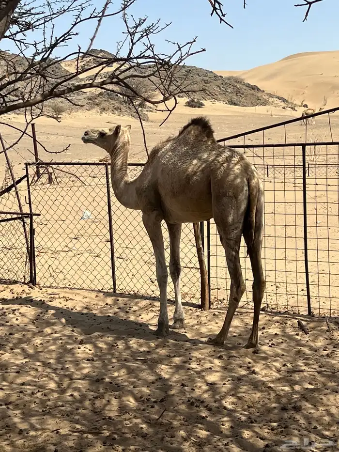 بكره لبنيه للبيع 2