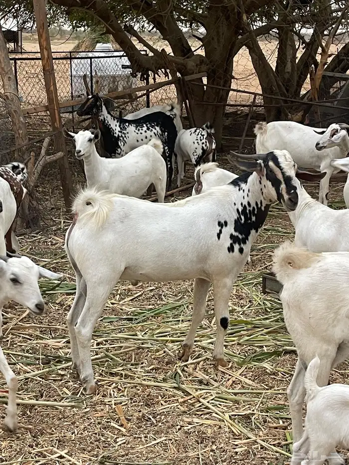 تيس فحل للبيع 4