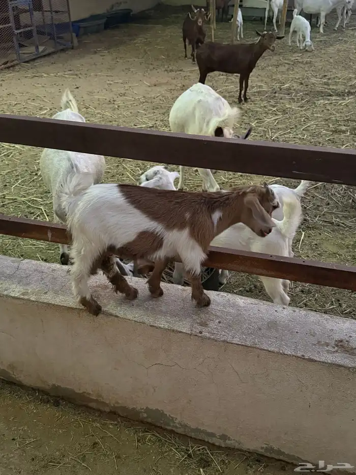 تيس قزم العمر شهرين تقريبا 2