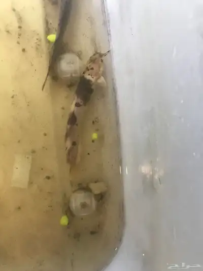 سمك السلور 1