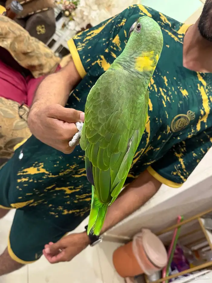 امزون يلوناب بيور 5