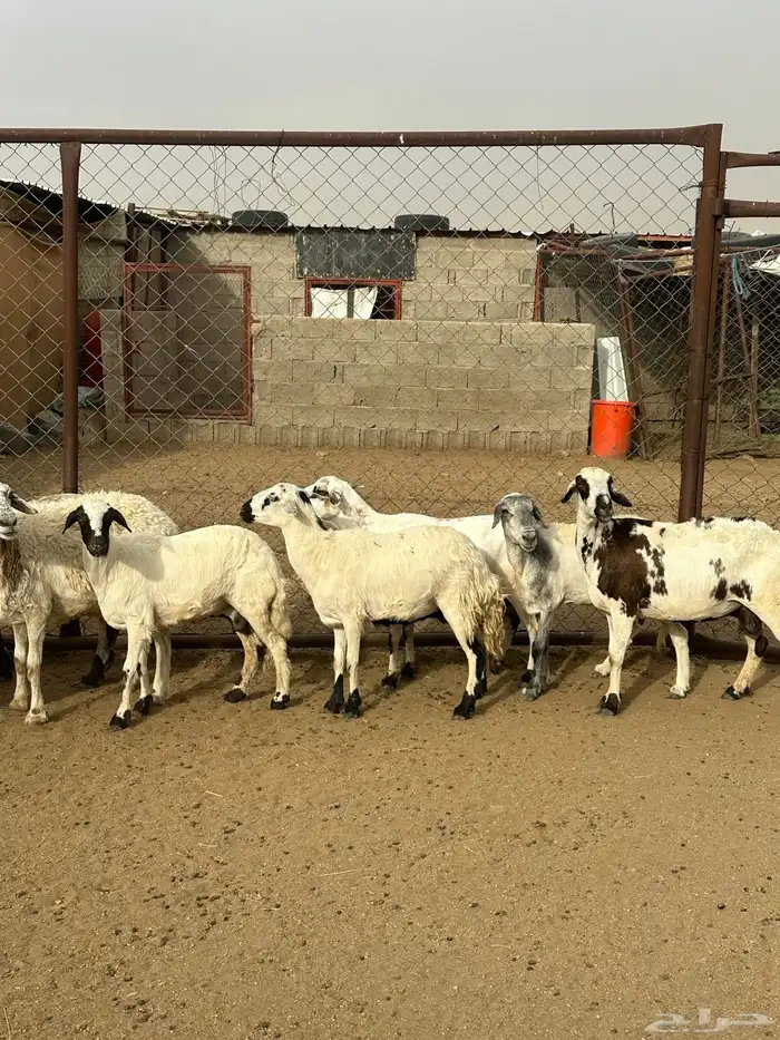 12 ضان دفع كفو للبيع 4