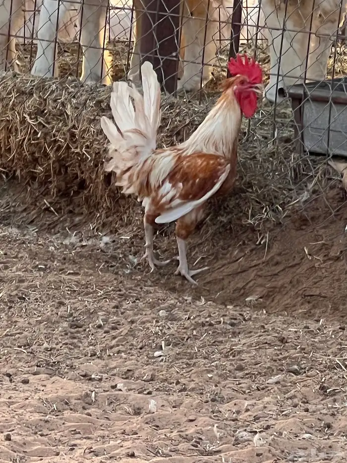 دجاج (بياض) 2