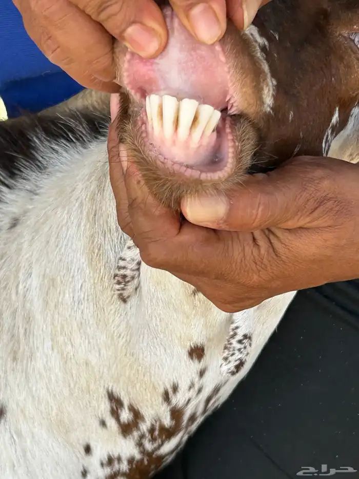 معزا للبيع 4