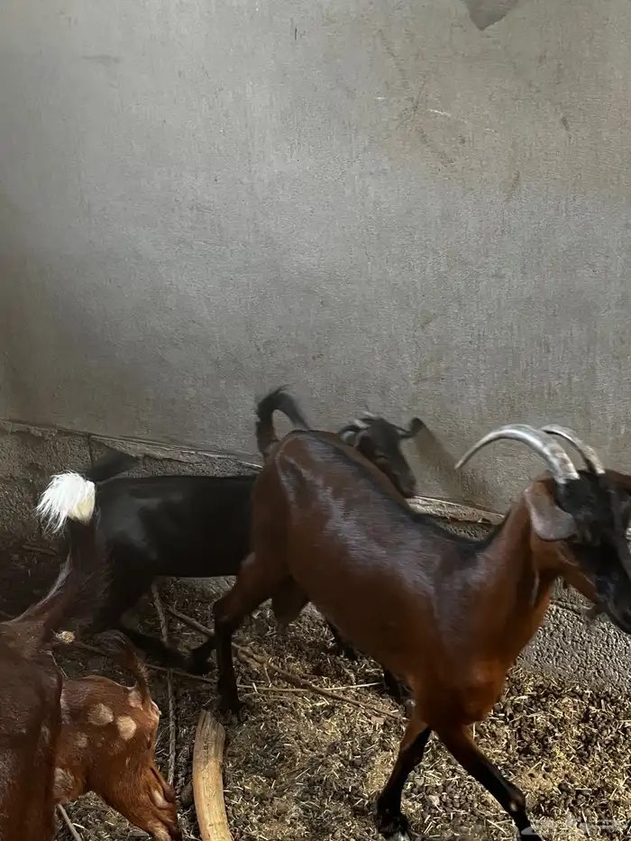 عنز جنوبية 5