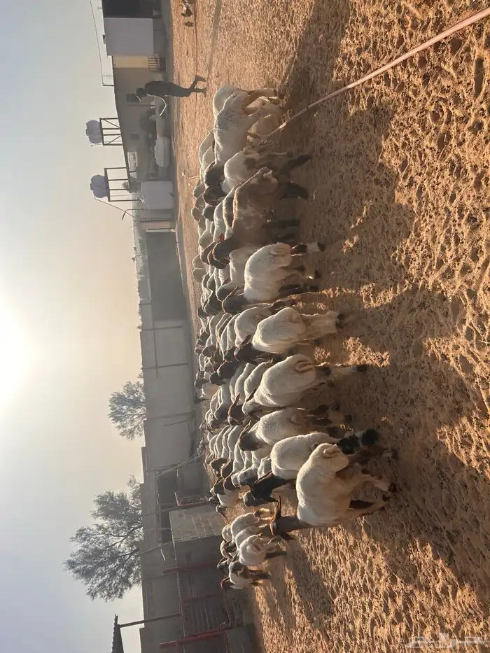 جذعات نعيم 4