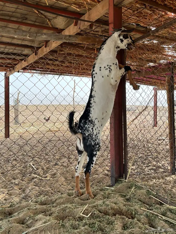 مشاريع فحول بيشيات صنف 2
